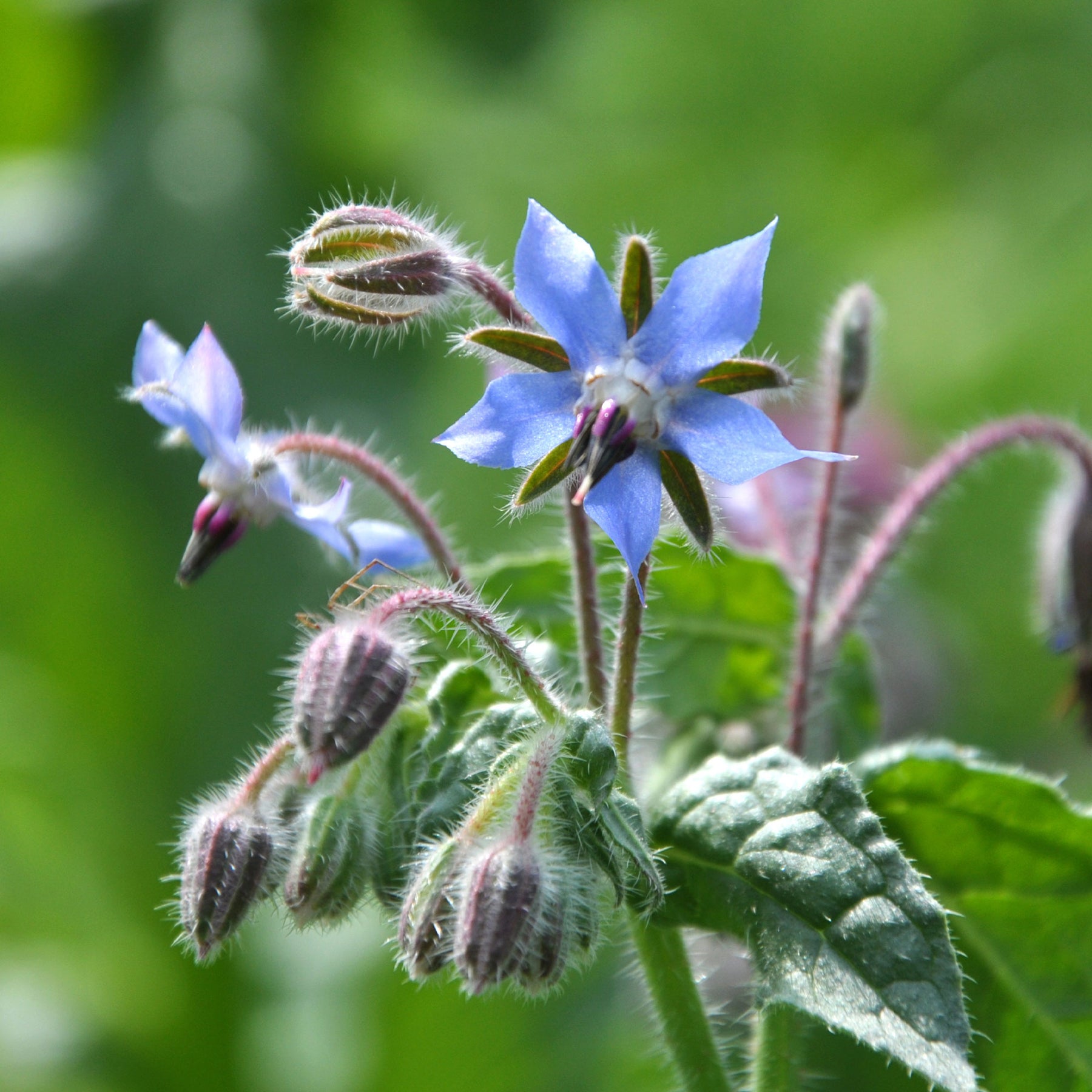 Borretsch Blau Bio - Borago officinalis - Willemse