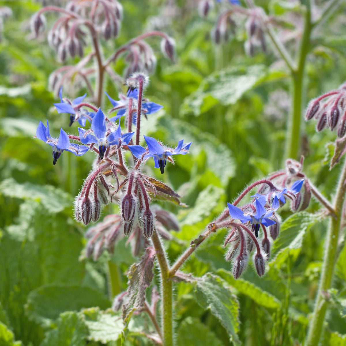 Borretsch blau, weiß - Willemse