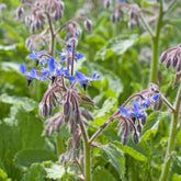 Borretsch blau, weiß - Willemse