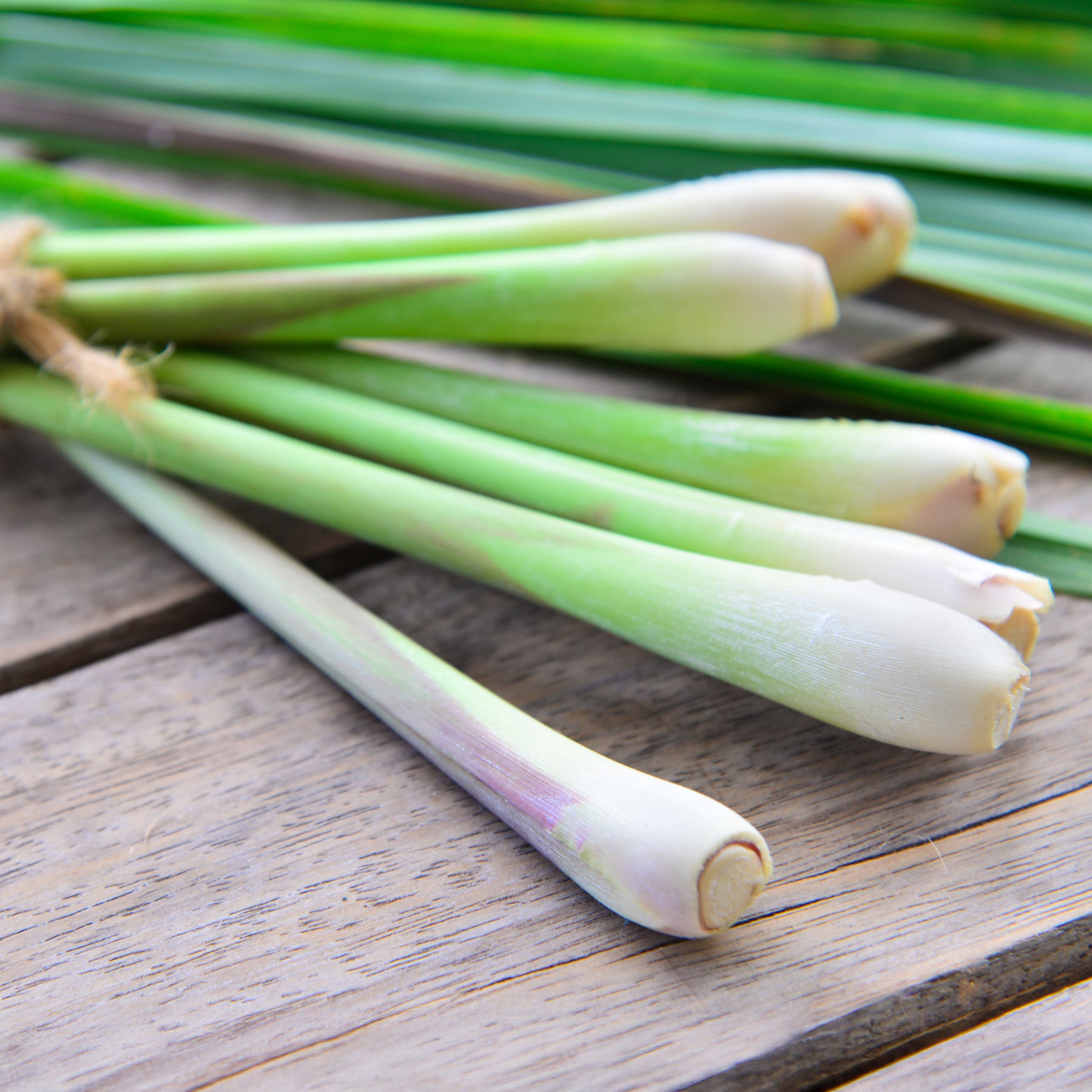 Cymbopogon flexuosus - Zitronengras - Kräutersamen