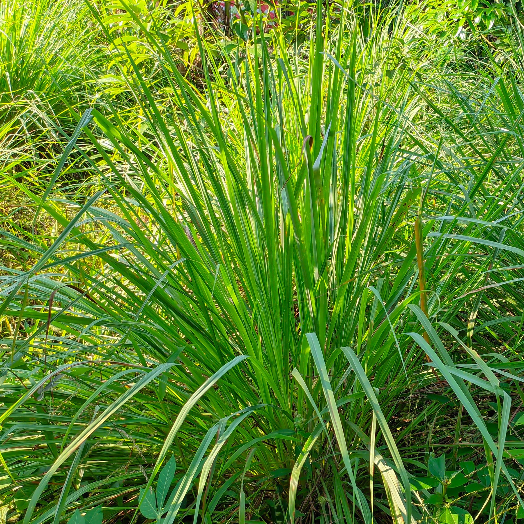 Verkauf Zitronengras - Cymbopogon flexuosus