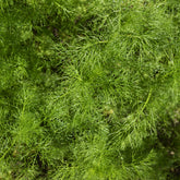 Dill Bouquet Compatto - Anethum graveolens compatto - Willemse