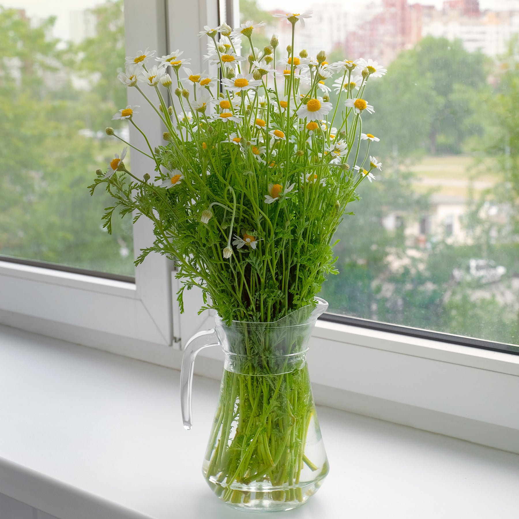 Matricaria recutita - Deutsche Bio-Kamille - Samen für Blumenbeete und -ränder