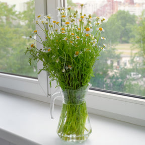 Matricaria recutita - Deutsche Bio-Kamille - Samen für Blumenbeete und -ränder