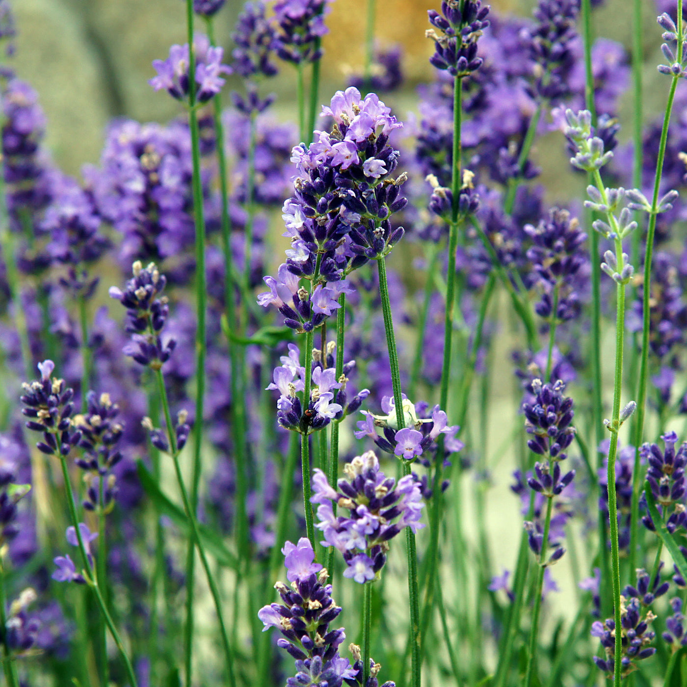 Lavendel Bio - Willemse