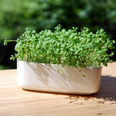 Gartenkresse Bio - Willemse