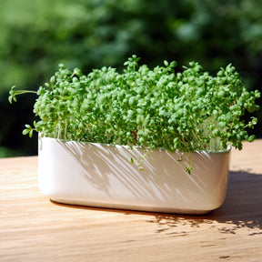 Gartenkresse Bio - Willemse