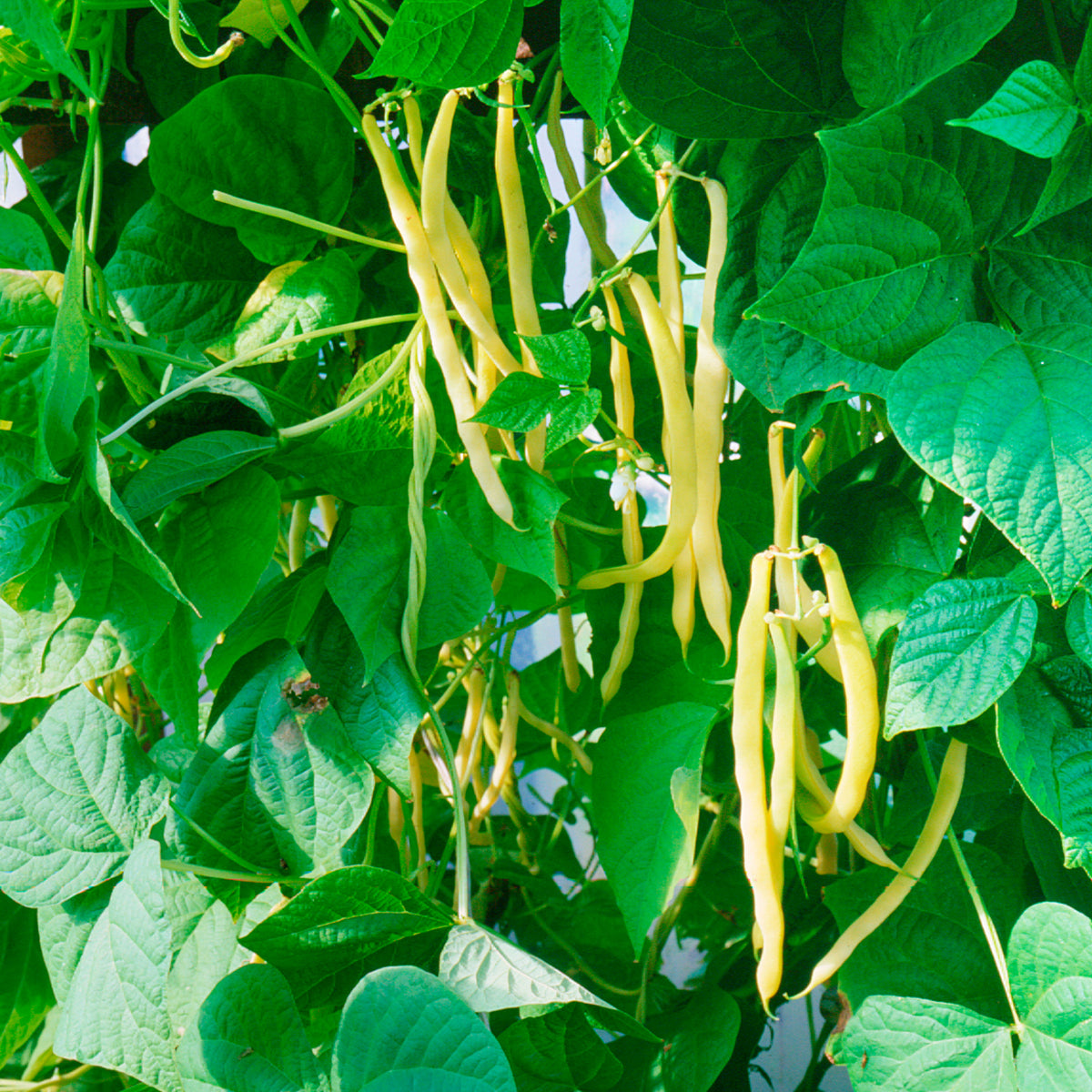 Buschbohne ‘Orinoco Wax’ - Phaseolus vulgaris orinoco wax - Willemse