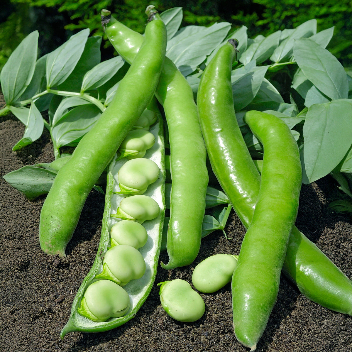 Verbesserte Bohne Driemaal Wit - Willemse