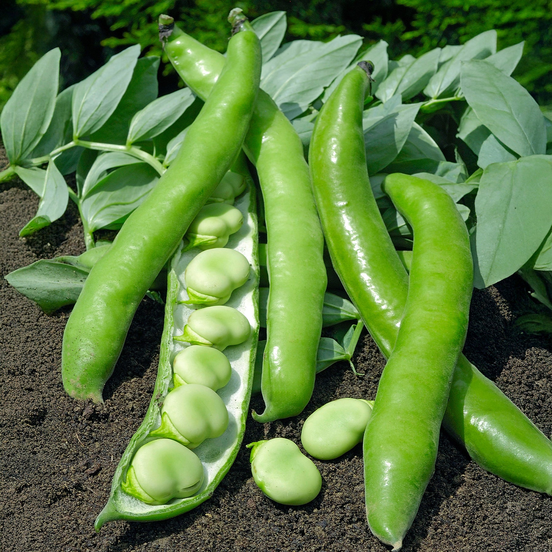 Verbesserte Bohne Driemaal Wit - Willemse