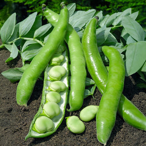 Verbesserte Bohne Driemaal Wit - Willemse