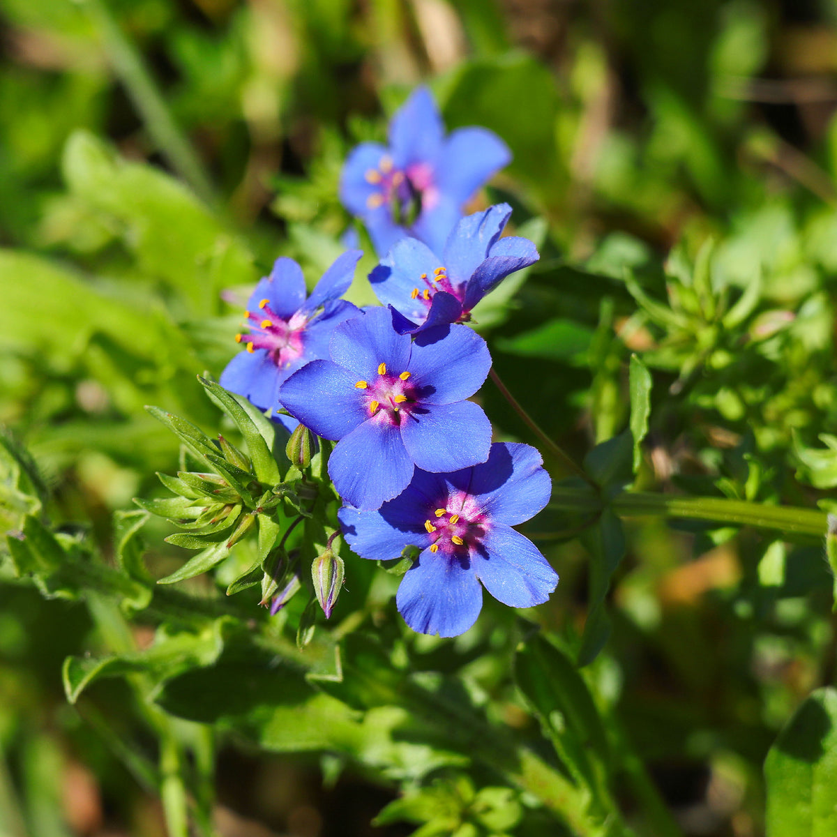 Blauer Gauchheil ‘Blue Moon’ - Willemse