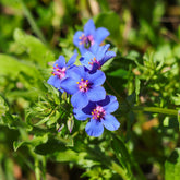 Blauer Gauchheil ‘Blue Moon’ - Willemse