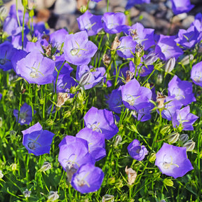 Blaue Karpaten-Glockenblume - Campanula carpatica - Willemse