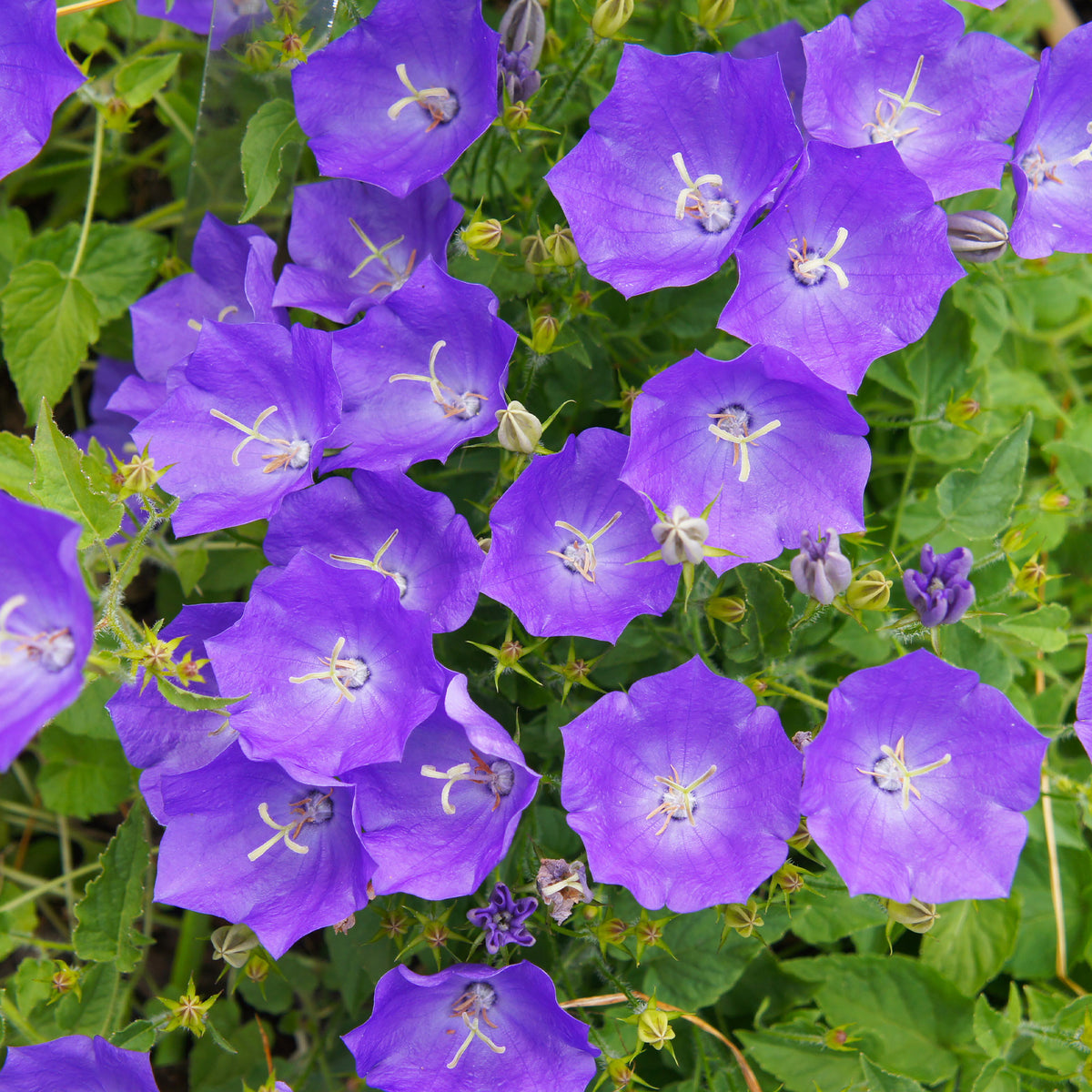 Blaue Karpaten-Glockenblume - Willemse