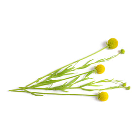 Ananasblume - Cephalophora aromatica - Willemse
