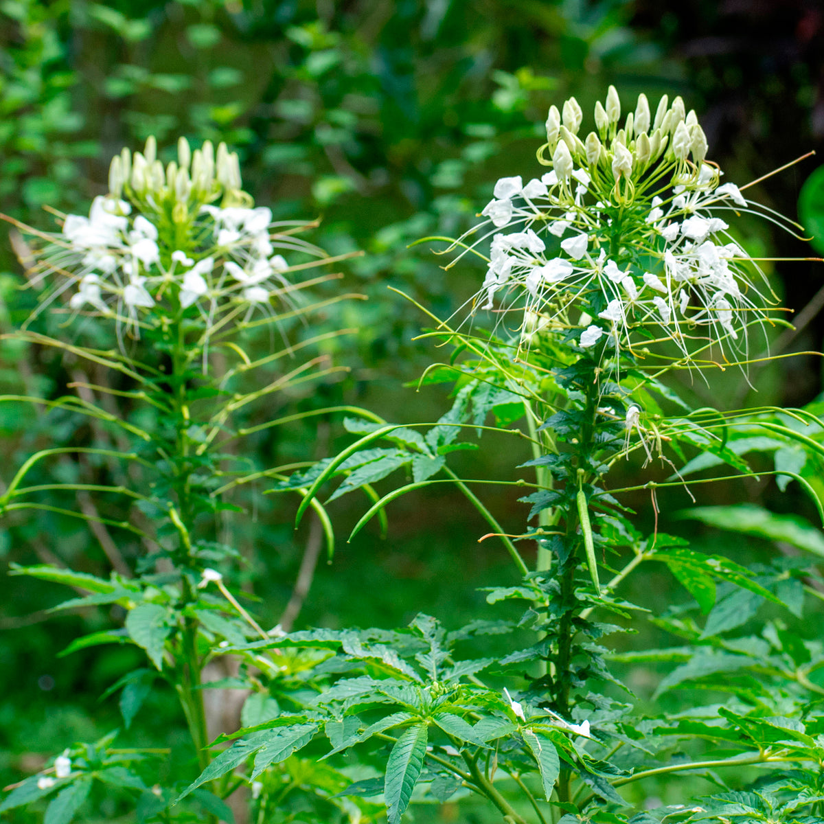 Dornige Cleome White Queen - Cleome spinosa white queen - Willemse