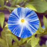 Prunkwinde Flying Saucer - Willemse