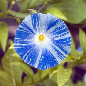 Prunkwinde Flying Saucer - Willemse