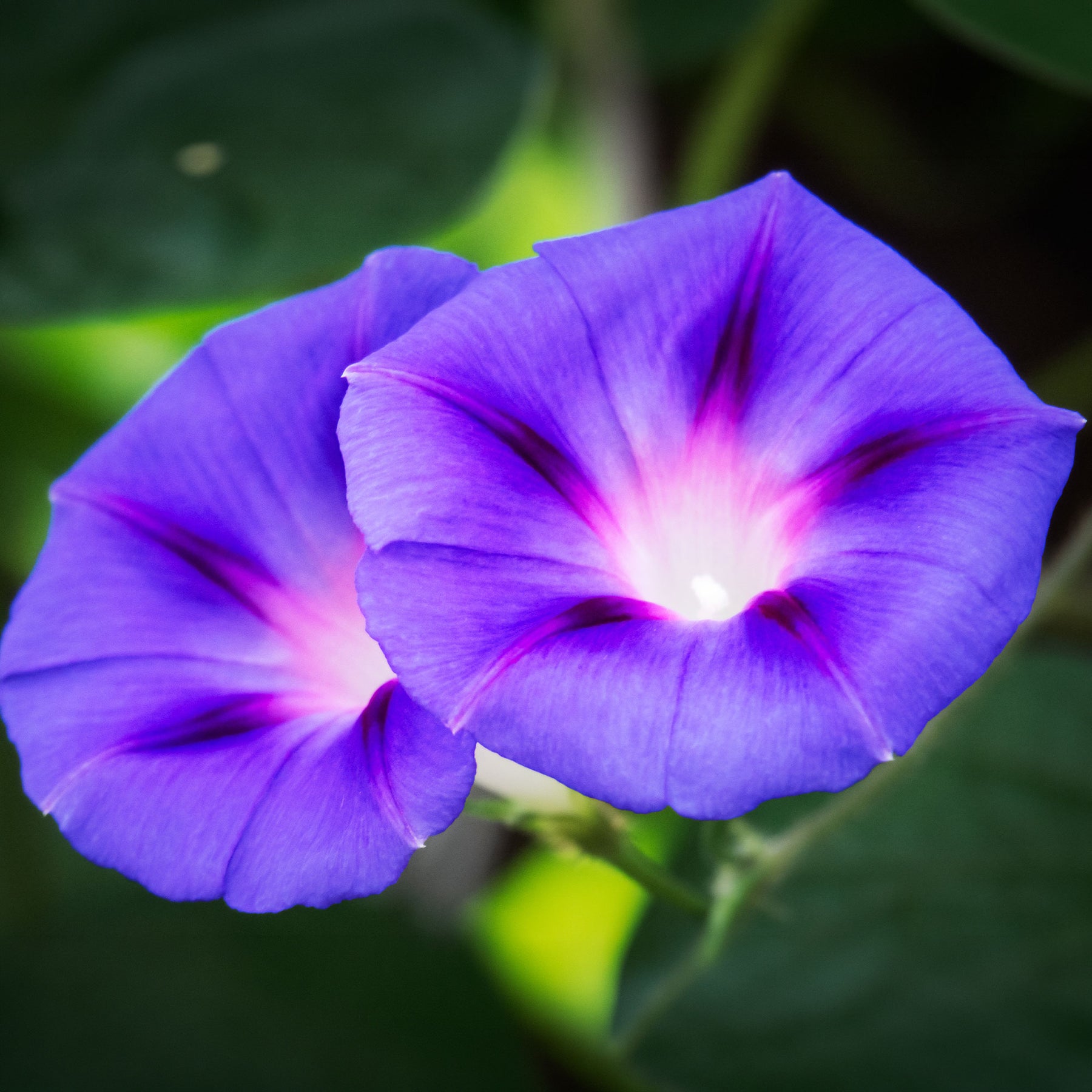 Prunkwinde ‘Grandpa Ott’ - Ipomoea nil - Willemse