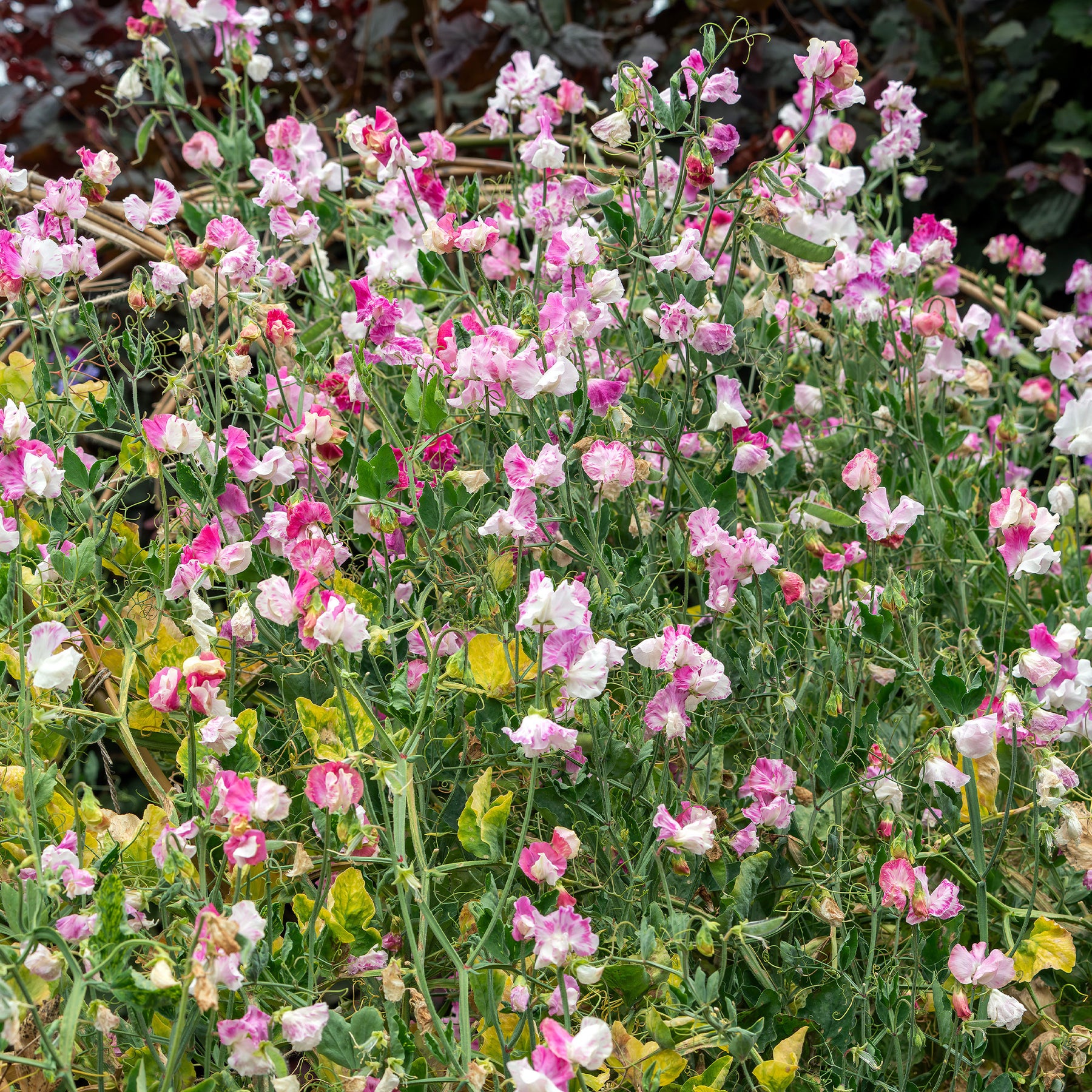Duftwicke ‘Painted Lady 1937’ - Lathyrus odoratus grandiflorus painted lady 1937 - Willemse