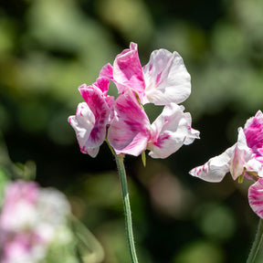 Duftwicke ‘Painted Lady 1937’ - Willemse