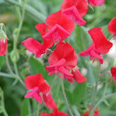 Duftwicke ‘King Edward VII’ - Willemse