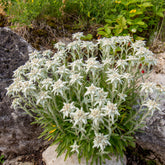 Edelweiß - Leontopodium alpinum - Willemse