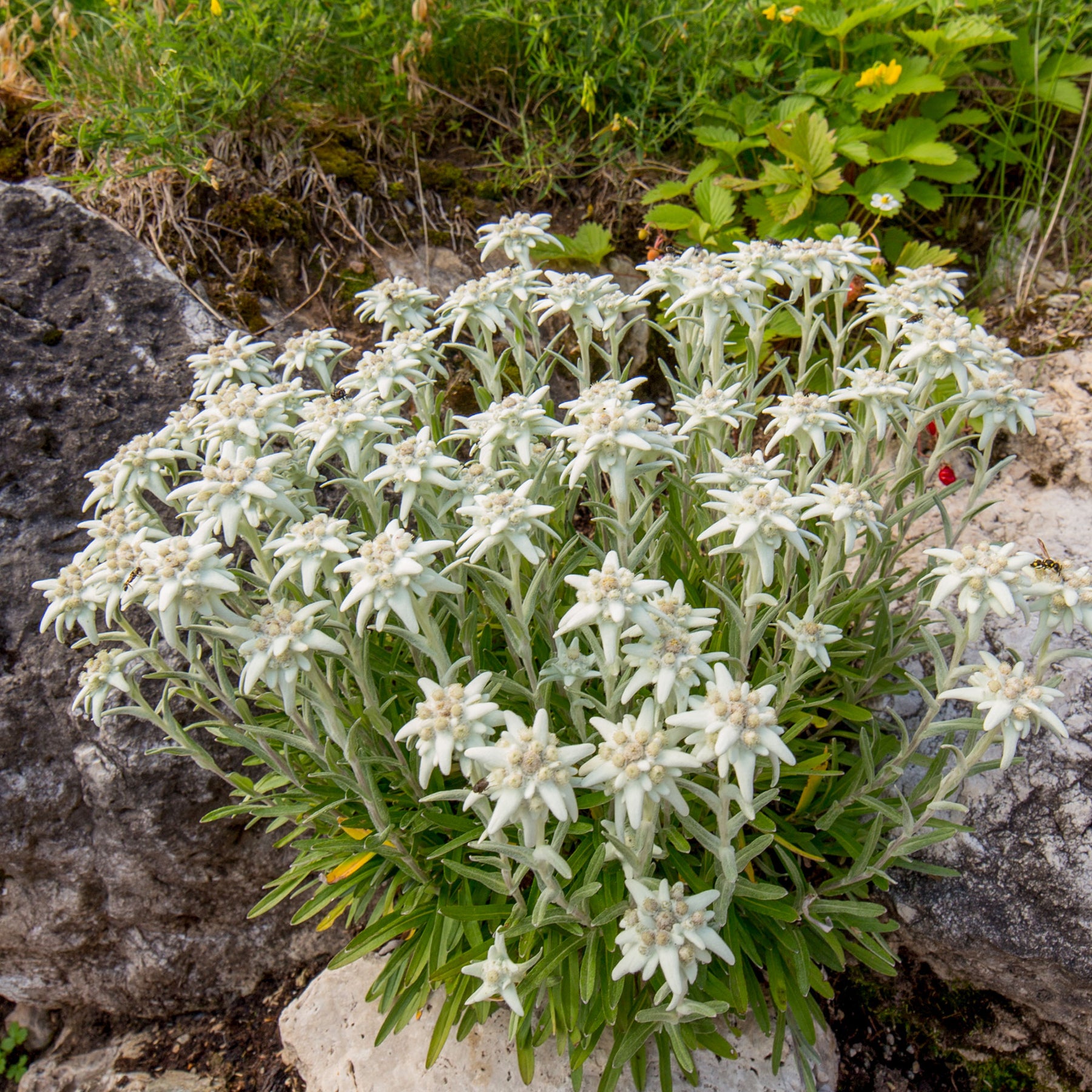 Edelweiß - Leontopodium alpinum - Willemse