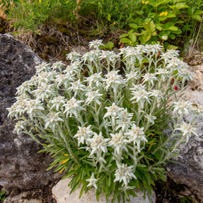 Edelweiß - Leontopodium alpinum - Willemse