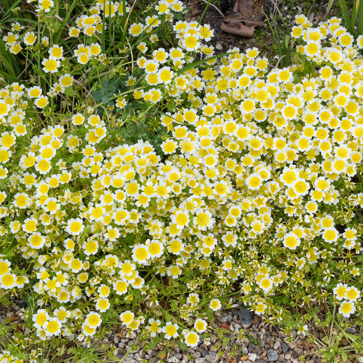 Douglas-Sumpfblume - Willemse