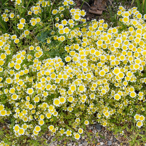 Douglas-Sumpfblume - Willemse