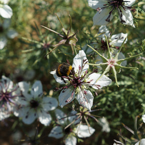 Blumensamen - Schwarzkümmel ‘African Bride’ - Nigella papillosa
