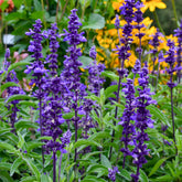 Mehlsalbei ‘Blue Plus’ - Willemse