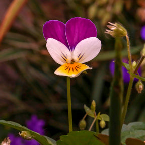 Hornveilchen Helen Mount - Viola cornuta helen mount - Willemse