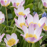 Tulpen-Zwiebeln - Wildtulpen bakeri Lilac Wonder (x10) - Tulipa Lilac Wonder