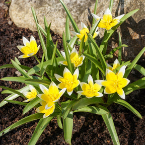 Wildtulpen Tarda (x10) - Tulipa tarda - Willemse