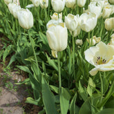 Langstielige Tulpe weiß (x5) - Willemse