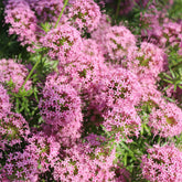 Scheinwaldmeister