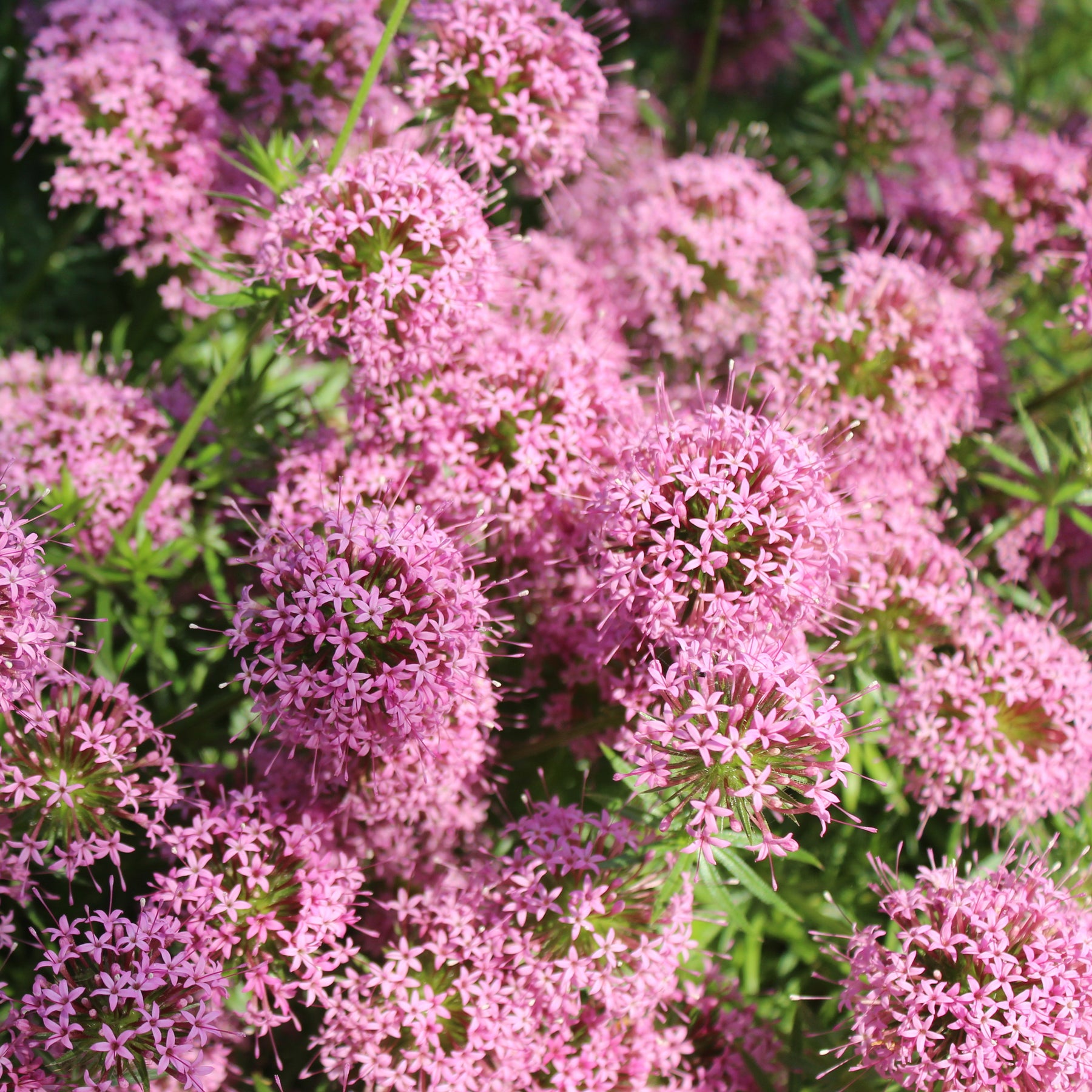 Scheinwaldmeister
