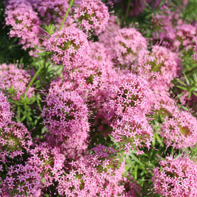 Scheinwaldmeister