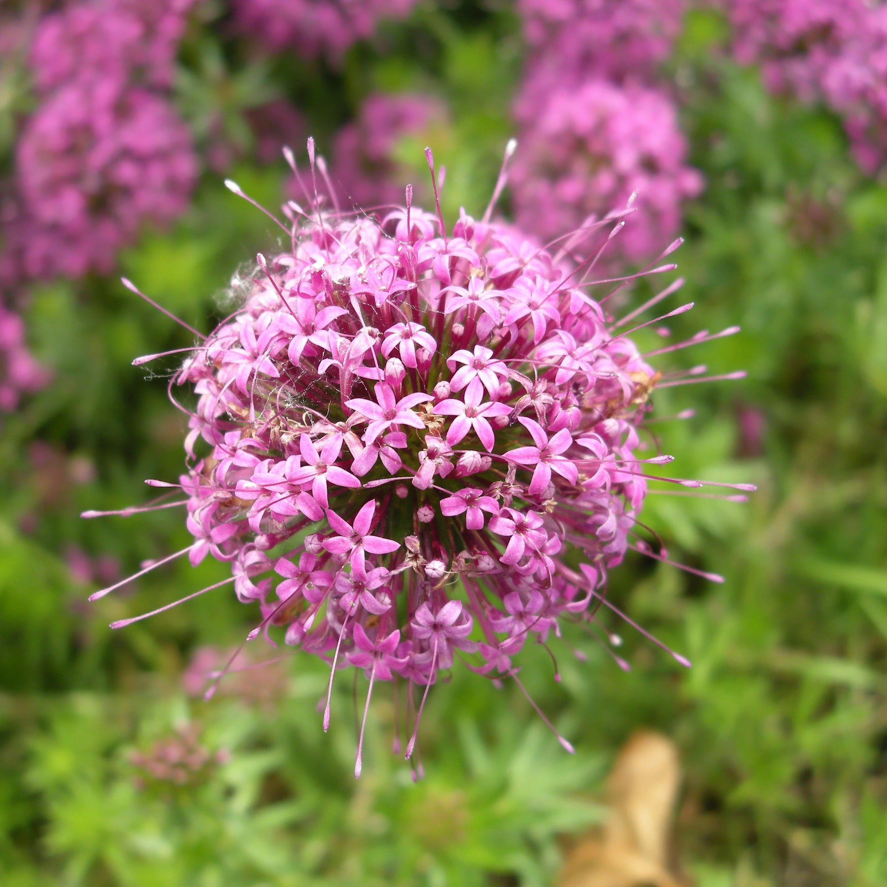 Scheinwaldmeister - Phuopsis stylosa - Willemse
