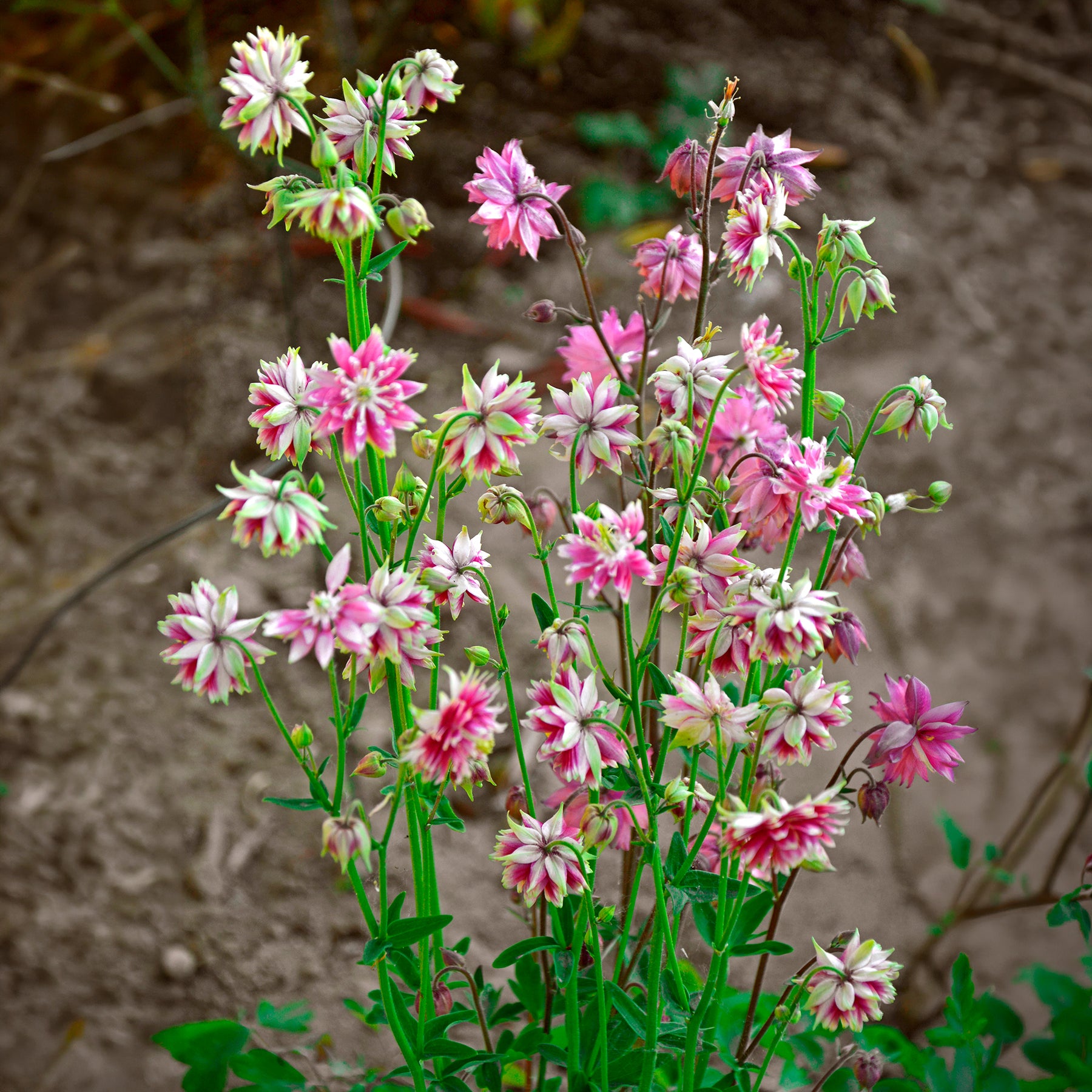 Garten-Akelei Nora Barlow - Willemse