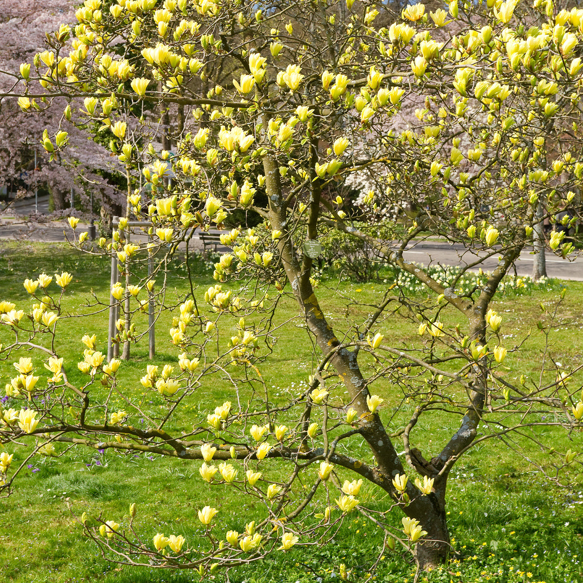 Magnolie Yellow Lantern - Magnolia Yellow Lantern - Willemse