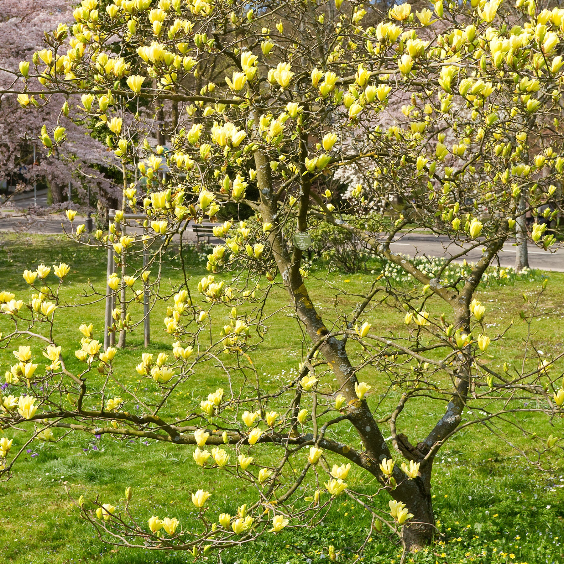Magnolie Yellow Lantern - Magnolia Yellow Lantern - Willemse