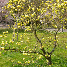 Magnolie Yellow Lantern - Magnolia Yellow Lantern - Willemse