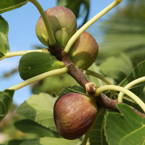 Feigenbaum auf Stamm