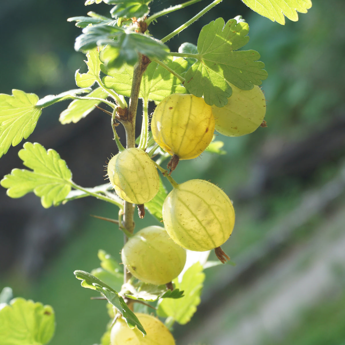 Stachelbeere Invicta - Ribes uva-crispa invicta - Willemse