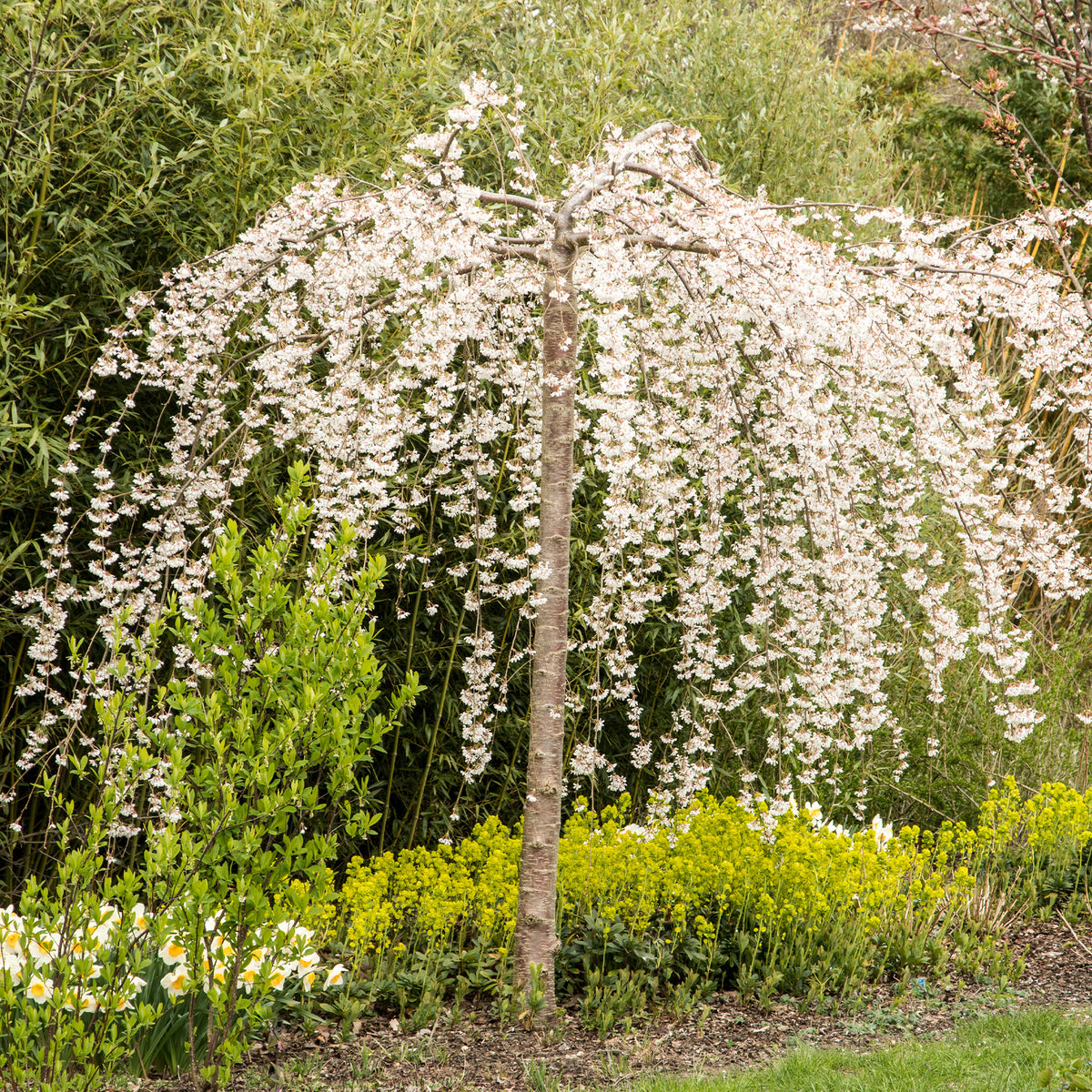 Japanische Kirschbäume - Prunus - Japanische Blütenkirsche Snow Fountains - Prunus Snow Fountains