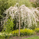 Japanische Kirschbäume - Prunus - Japanische Blütenkirsche Snow Fountains - Prunus Snow Fountains